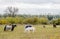 Breeding Horses grazing grass in a field