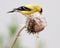 Breeding Male American Goldfinch