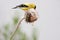 Breeding Male American Goldfinch