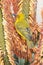 Breeding male Cape Weaver Ploceus capensis  foraging for nectar