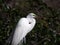 Breeding Male Great Egret