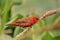 Breeding male of Red Avadavat or Red Munia Amandava amandava