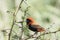 Breeding male Southern Red Bishop Euplectes orix perched in a Fever Tree, Western Cape, South Africa