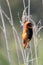 Breeding male Southern Red Bishop Euplectes orix perched on reeds, Western Cape, South Africa