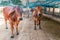 breeding males of red Brahman breed