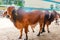 breeding males of red Brahman breed