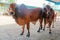 breeding males of red Brahman breed