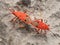 Breeding or mating of Red Kapok Bugs (Probergrothius nigricornis), Thailand