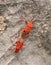 Breeding or mating of Red Kapok Bugs (Probergrothius nigricornis), Thailand