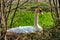 Breeding mute swan in Dutch landscape.