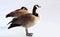 Breeding Pair of Canada Geese standing on frozen pond in Winter