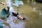 Breeding Pair of male and female mallard duck swimming in a pond coconut garden