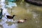 Breeding Pair of male and female mallard duck swimming in a pond coconut garden