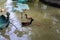 Breeding Pair of male and female mallard duck swimming in a pond coconut garden