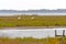 Breeding Pair of Whooping Cranes Feeding in a Wetland