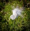 Breeding plumage of a great egret in spring