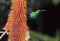 A breeding-plumage male of Malachite Sunbird  feeding on an Aloe Flower.