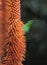 A breeding-plumage male of Malachite Sunbird  feeding on an Aloe Flower. Scientific name: Nectarinia famosa. South Africa