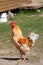 Breeding poultry in the summer.Chickens,roosters.