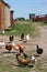 Breeding poultry in the summer.Chickens,roosters.