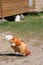 Breeding poultry in the summer.Chickens,roosters.