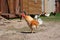 Breeding poultry in the summer.Chickens,roosters.
