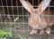 Breeding rabbits at home in rabbit cage