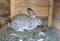 Breeding rabbits at home in wooden rabbit cage