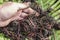 Breeding red worms Dendrobena. Fertile soil. Natural soil improvement. Fishing worms