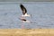 A breeding ritual of a black winged stilts