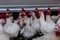 Breeding roosters and hens for meat feed inside the breeding area of a poultry farm