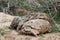 Breeding Steppe tortoises Testudo horsfieldii