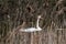 A breeding swan, well hidden into the reeds