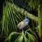 Breeding Tricolored Heron Strutting his Stuff