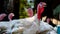 Breeding turkeys on a farm. White turkey portrait walking in paddock. Flock of Turkeys walking in paddock on farm. Pasture raised