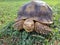 breeding very cute sulcata turtle