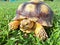 breeding very cute sulcata turtle