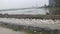 Breeding white Peking ducks on natural pond