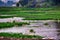 Breeding white Peking ducks on natural pond