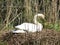 Breeding White Swan