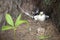 Breeding white-tailed Tropic bird 2