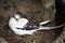 Breeding white-tailed Tropic bird 3