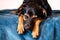 breedless dog portrait, black mixed breed canine looking straight ahead