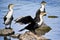 Breedng Pair White-breasted Cormorant
