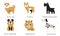 Breeds of Dogs Collection, Akita Inu, Pitbull, Riesenschnauzer, Saint Bernard, Pomeranian, Dalmatian Vector Illustration