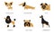 Breeds of Dogs Collection, Chihuahua, Dachshund, Pug, Poodle, Bulldog, Doberman Vector Illustration