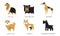 Breeds of Dogs Collection, Collie, Rottweiler, Whippet, Akita Inu, Pitbull, Riesenschnauzer Vector Illustration