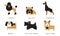 Breeds of Dogs Collection, Poodle, Bulldog, Doberman, Beagle, Scottish Terrier, Welsh Corgi Vector Illustration