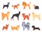 Breeds of dogs. Doberman dog, alaskan malamute, cute bulldog and akita. Group of purebred pedigree doggy character