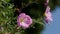 Breeze blowing rosy pink flowers of Pink Evening Primrose